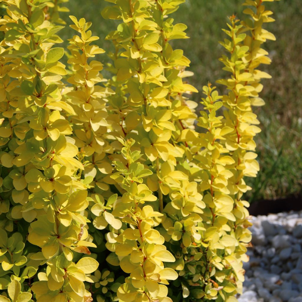 Berberis thunbergii Golden Rocket - Epine-vinette