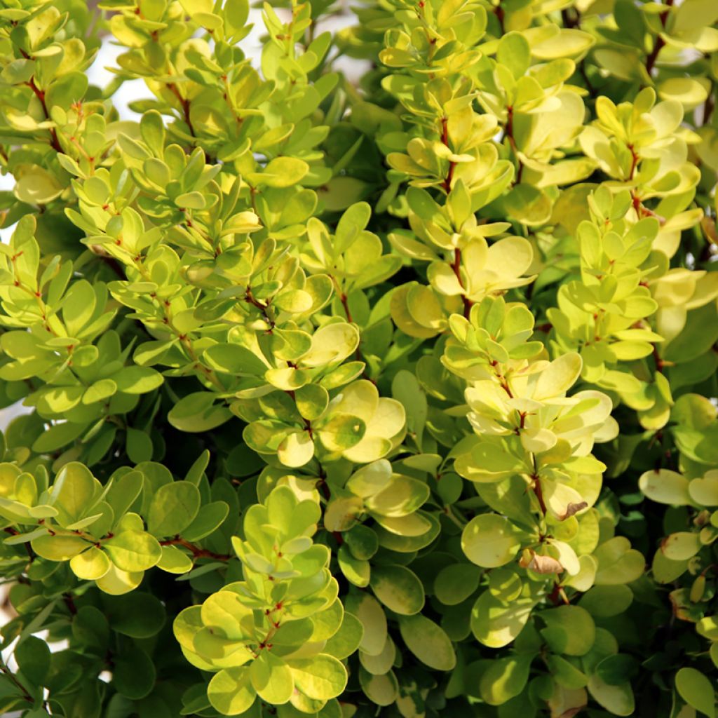 Berberis thunbergii Golden Rocket - Epine-vinette