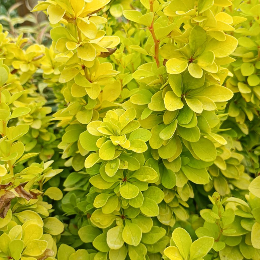 Berberis thunbergii Golden Rocket - Epine-vinette