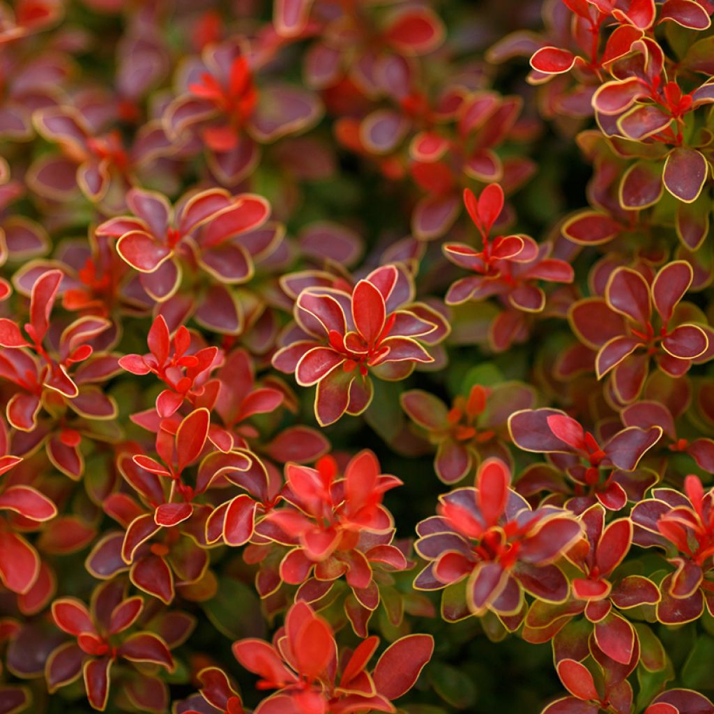 Berberis thunbergii Golden Ruby