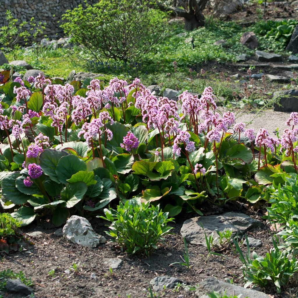 Bergenia cordifolia - Plante des savetiers