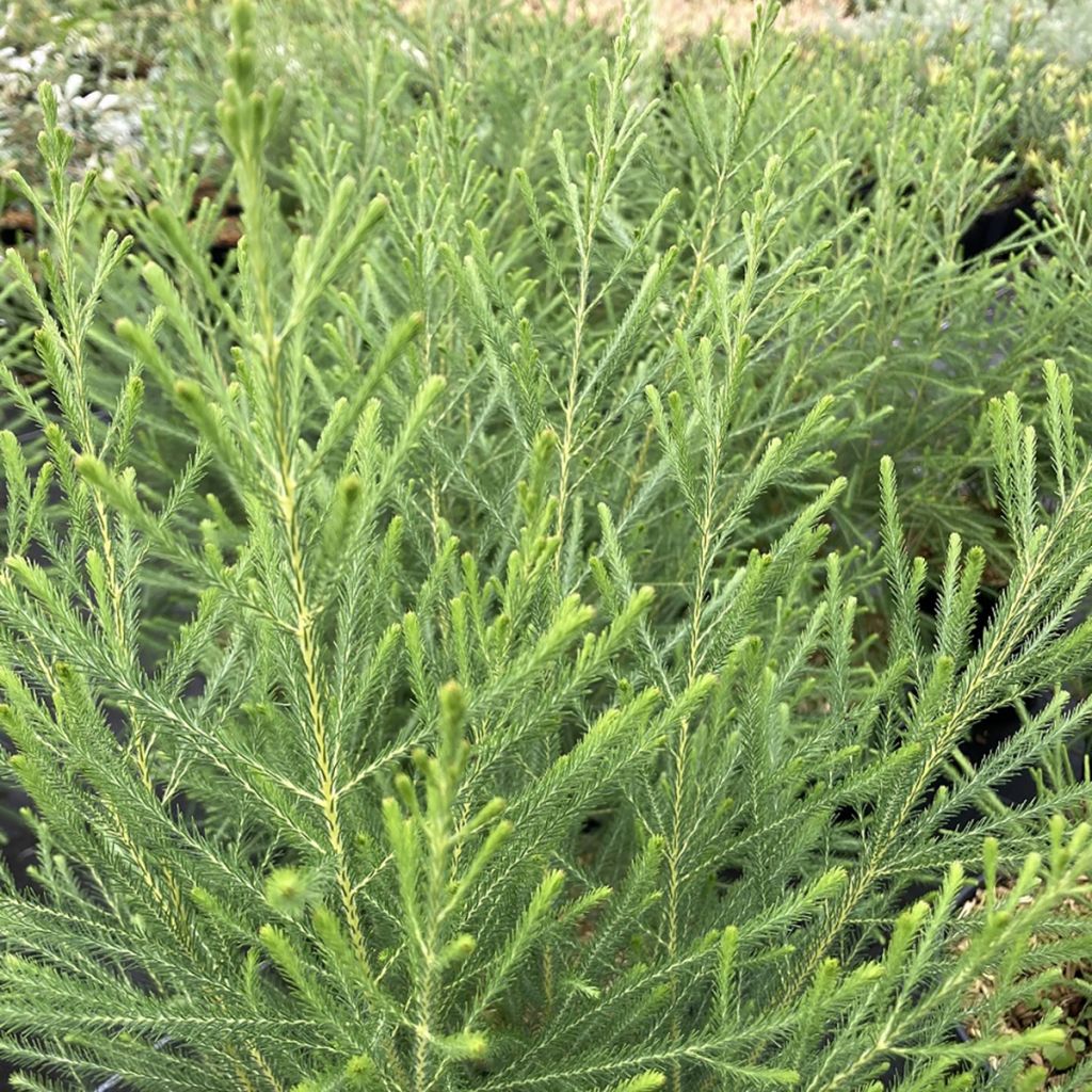 Berzelia intermedia