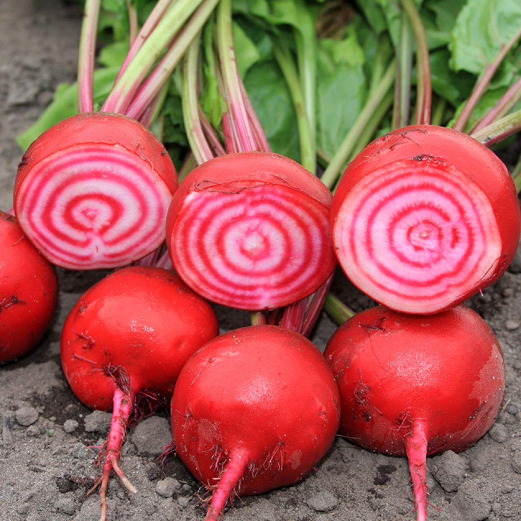 Betterave Chioggia BIO
