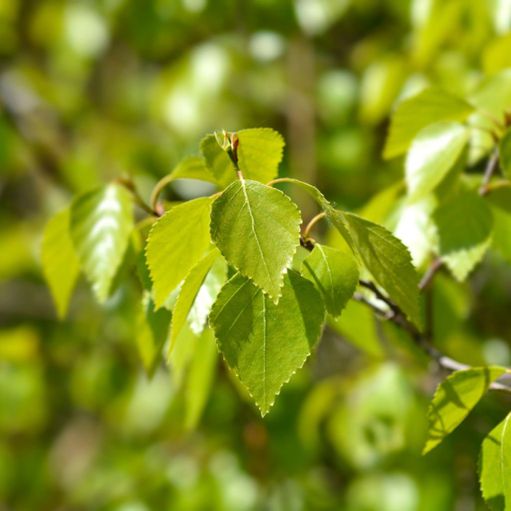 Betula pendula Magical Globe