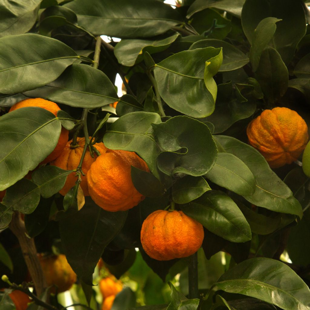Laranjeira-azeda Bouquet de Fleur - Citrus aurantium