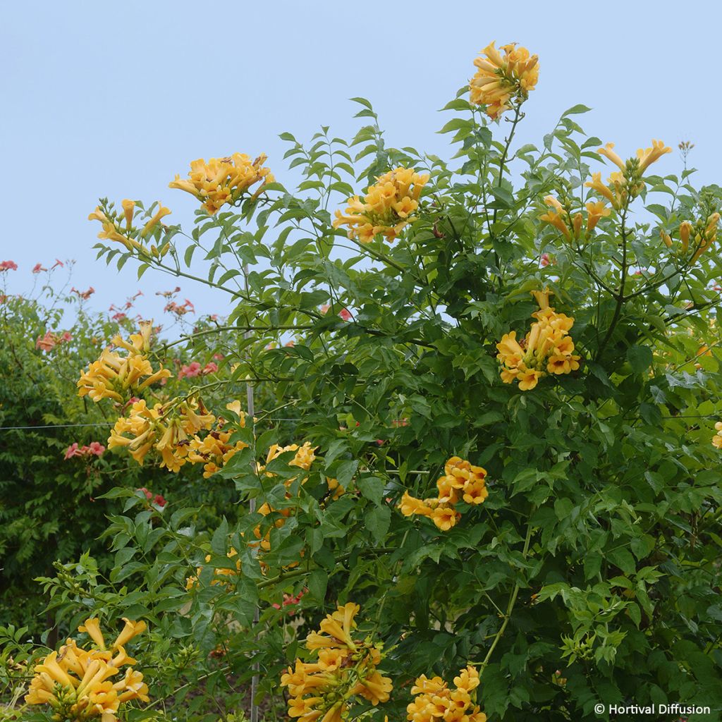 Bignone Golden Trumpet - Campsis x tagliabuana