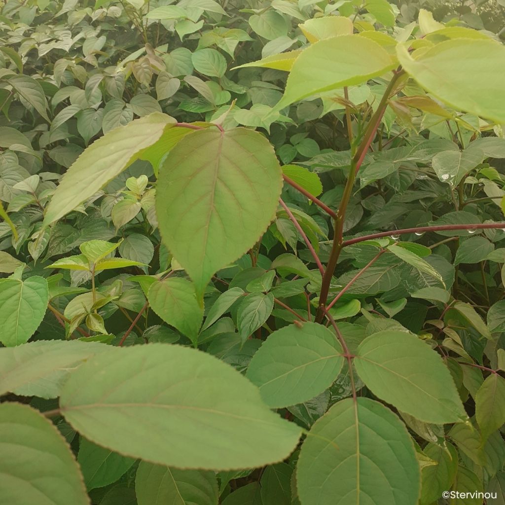 Bischofia polycarpa
