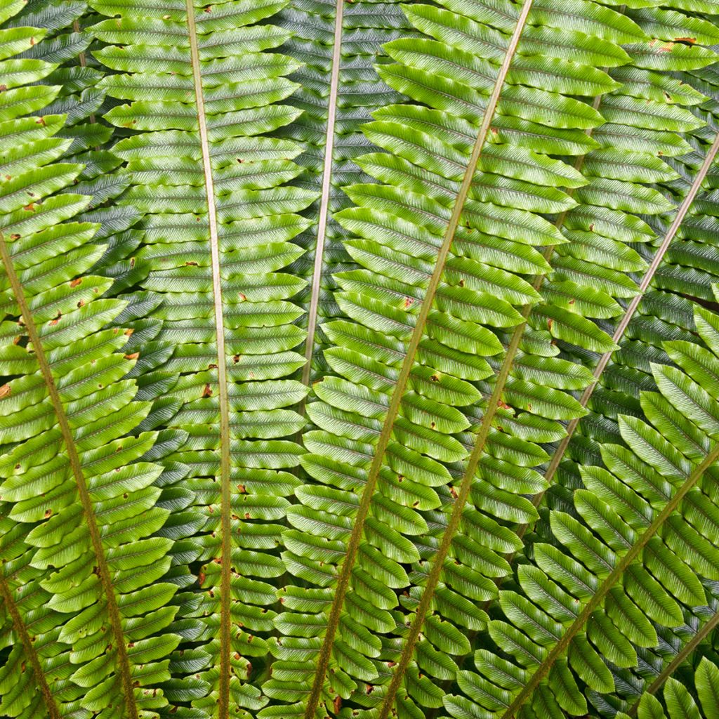 Blechnum discolor