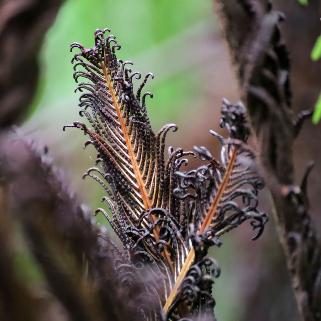 Blechnum discolor