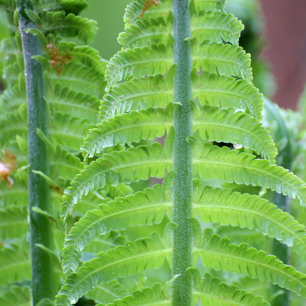 Blechnum discolor