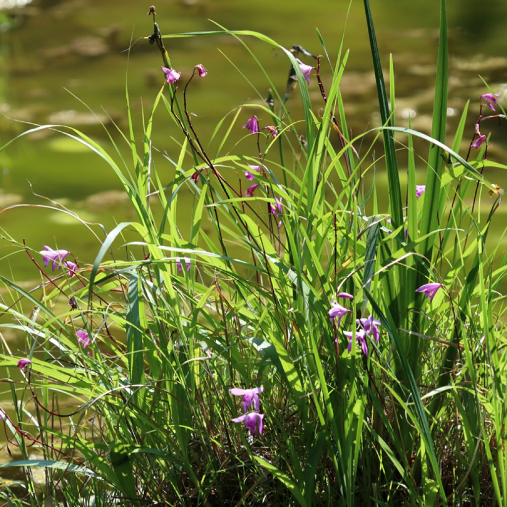Bletilla striata Purple - Orchidée jacinthe