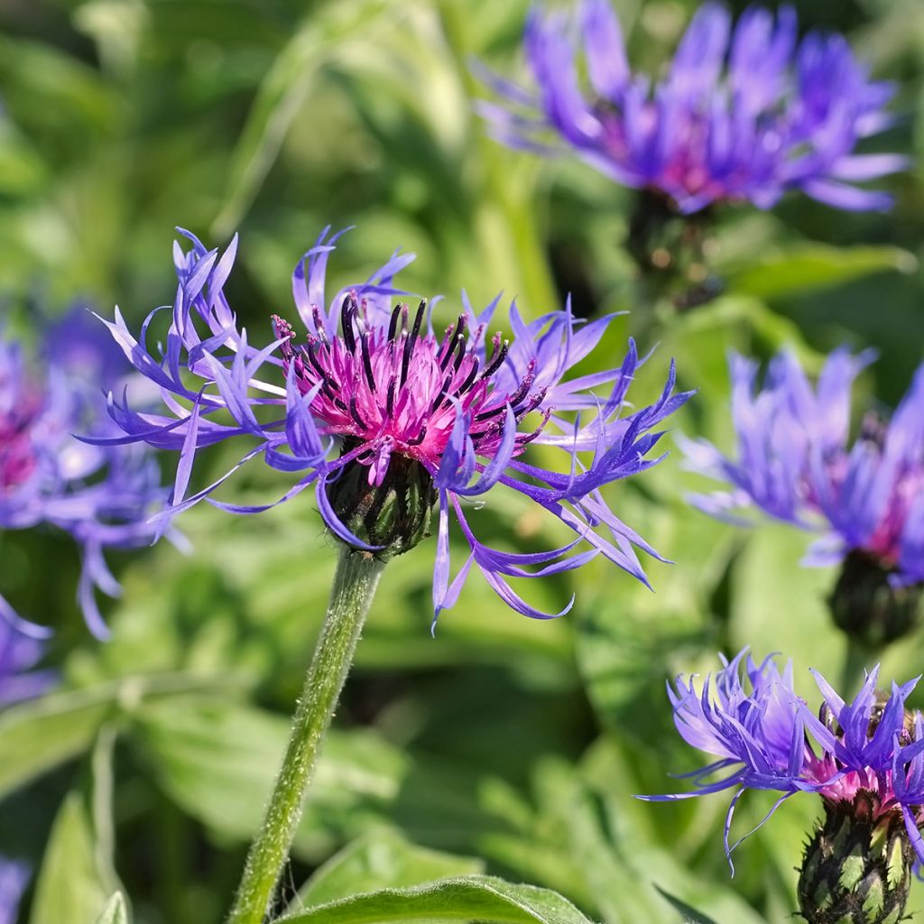 Bleuet des Montagnes - Centaurée montana