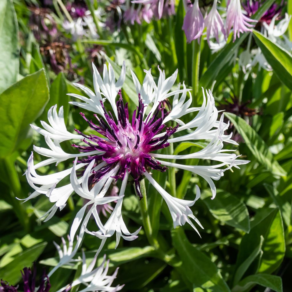 Bleuet des montagnes blanc et pourpre - Centaurée Purple Heart