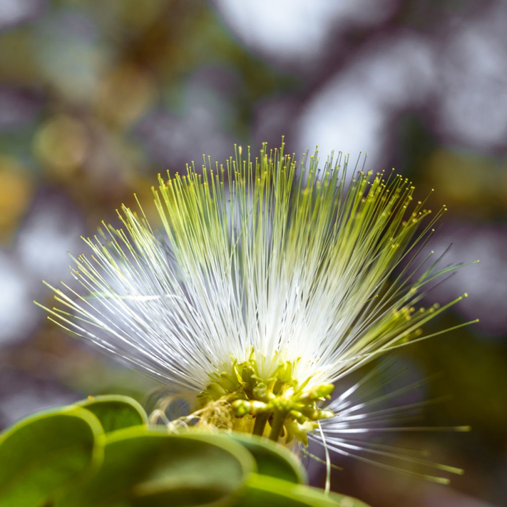 Albizia lebbeck - Acácia-de-Constantinopla