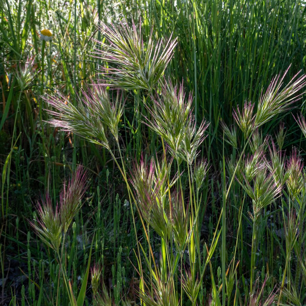Graines de Bromus rubens - Brome rouge