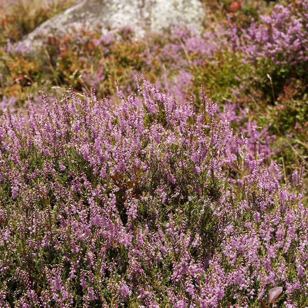 Bruyère d'été - Calluna vulgaris Allegro