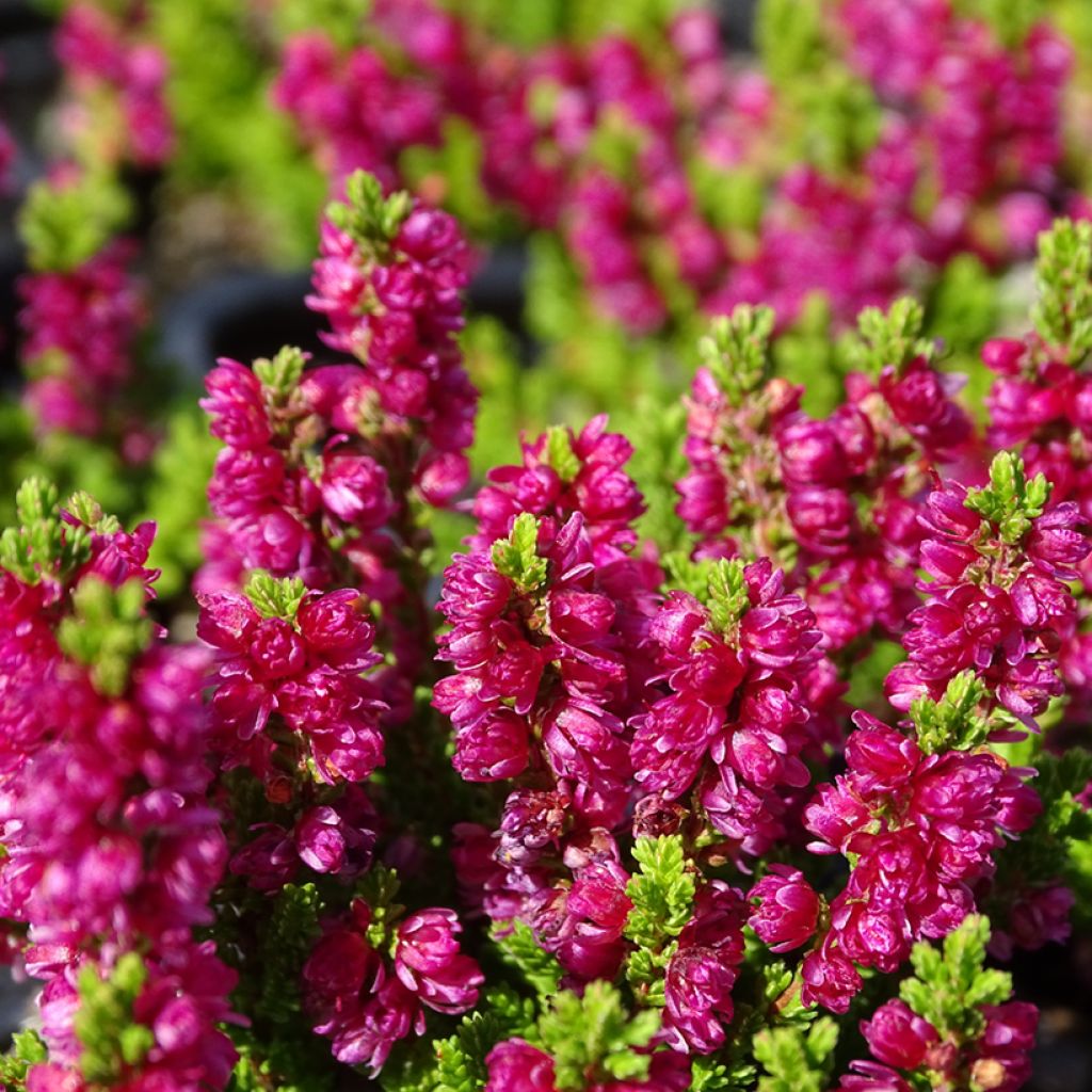 Calluna vulgaris Dark Beauty