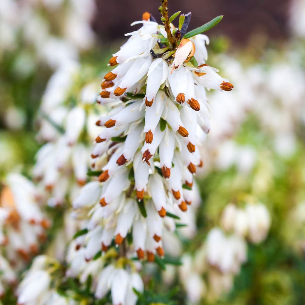 Bruyère des neiges - Erica carnea Isabell