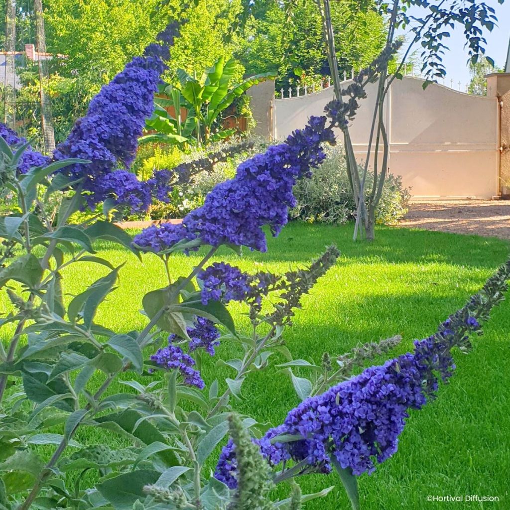 Buddleia davidii Rêve de Papillon Blue - Arbre aux papillons