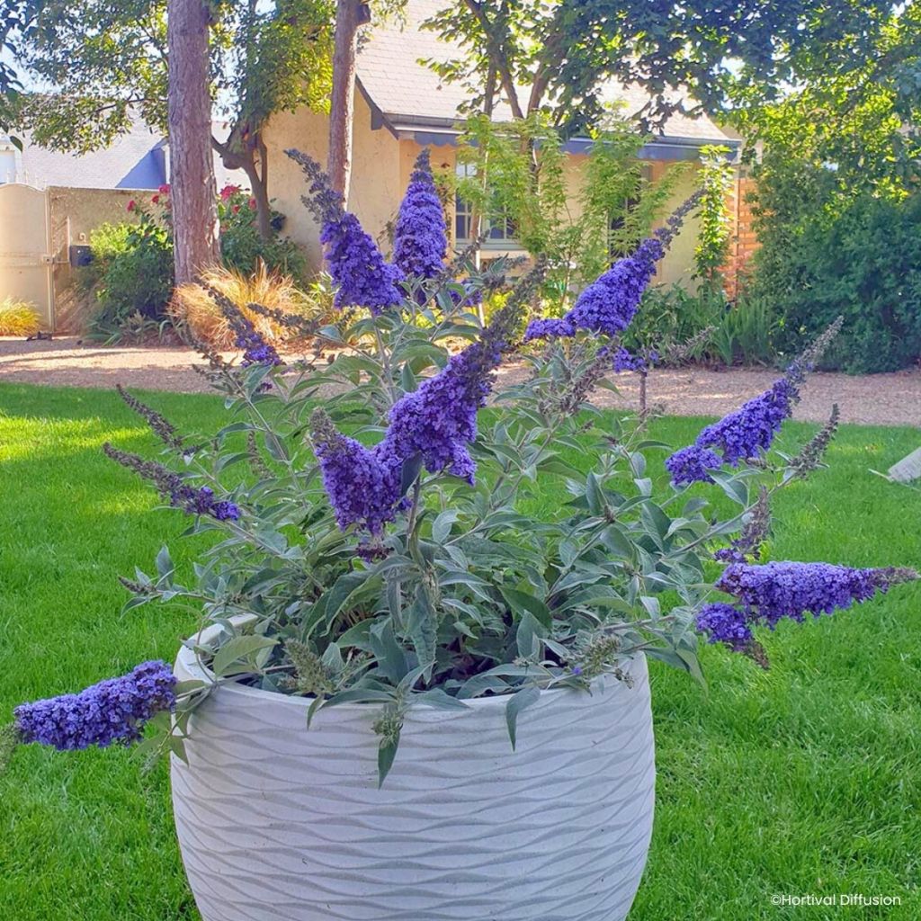 Buddleia davidii Rêve de Papillon Blue - Arbre aux papillons