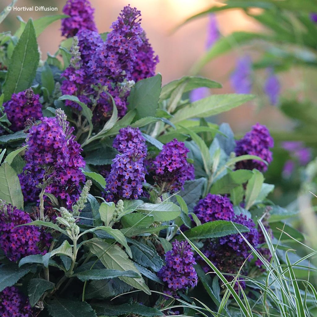 Buddleia davidii Tiny Buddy Deep Blue - Arbre aux papillons nain