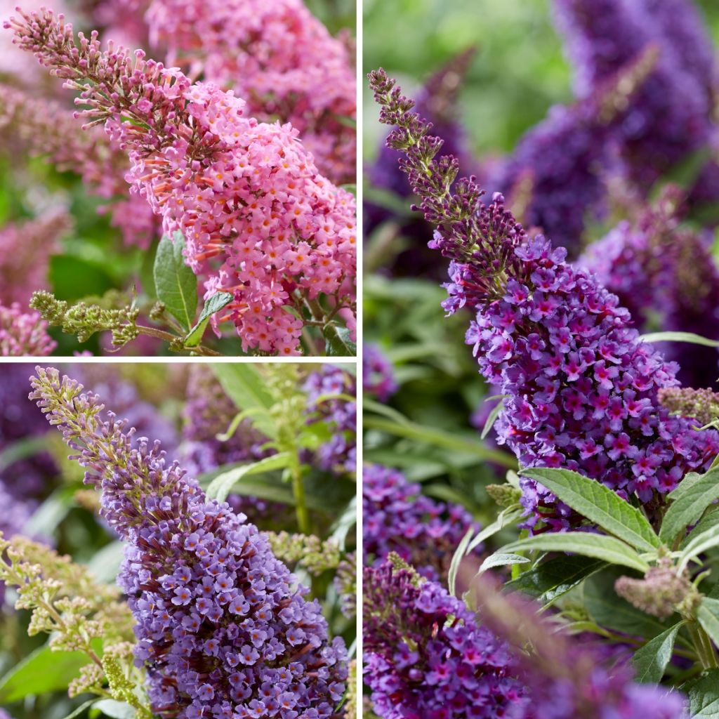 Buddleja davidii Butterfly Candy Trio Little Purple, Litttle Pink, Little Lila - Arbres aux papillons nains