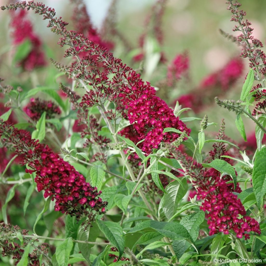 Buddleja davidii Rêve de Papillon Red - Arbre aux papillons