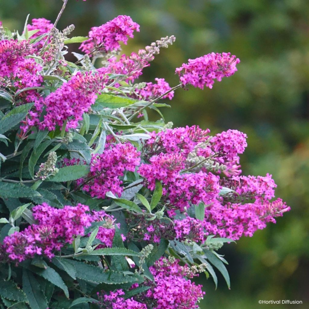 Buddleja davidii Tiny Buddy Hot Pink - Arbre aux papillons nain