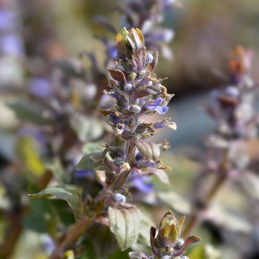 Bugle rampante - Ajuga reptans Multicolor (Rainbow)