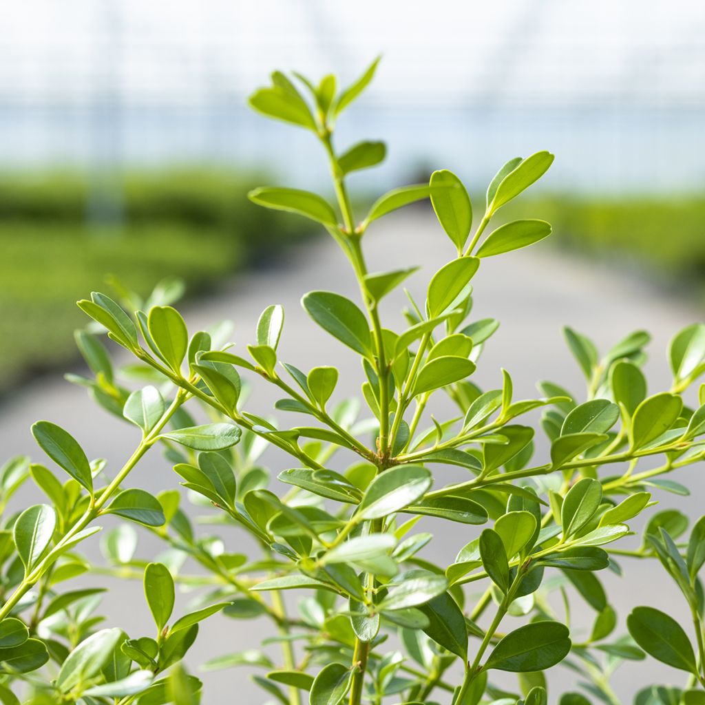 Buis - Buxus Betterbuxus Skylight