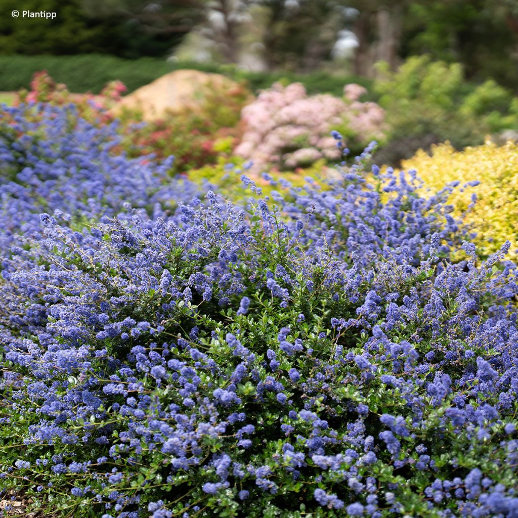 Céanothe Pacific Wave - Lilas de Californie