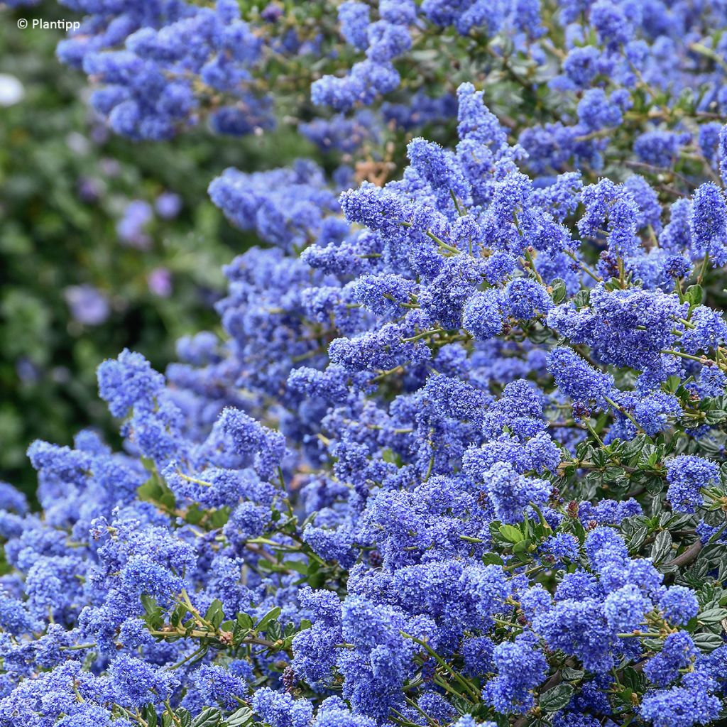 Céanothe Pacific Wave - Lilas de Californie