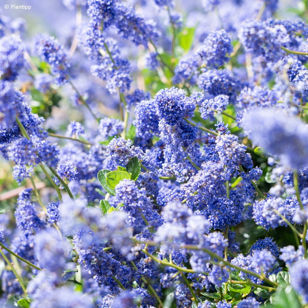 Céanothe Pacific Wave - Lilas de Californie