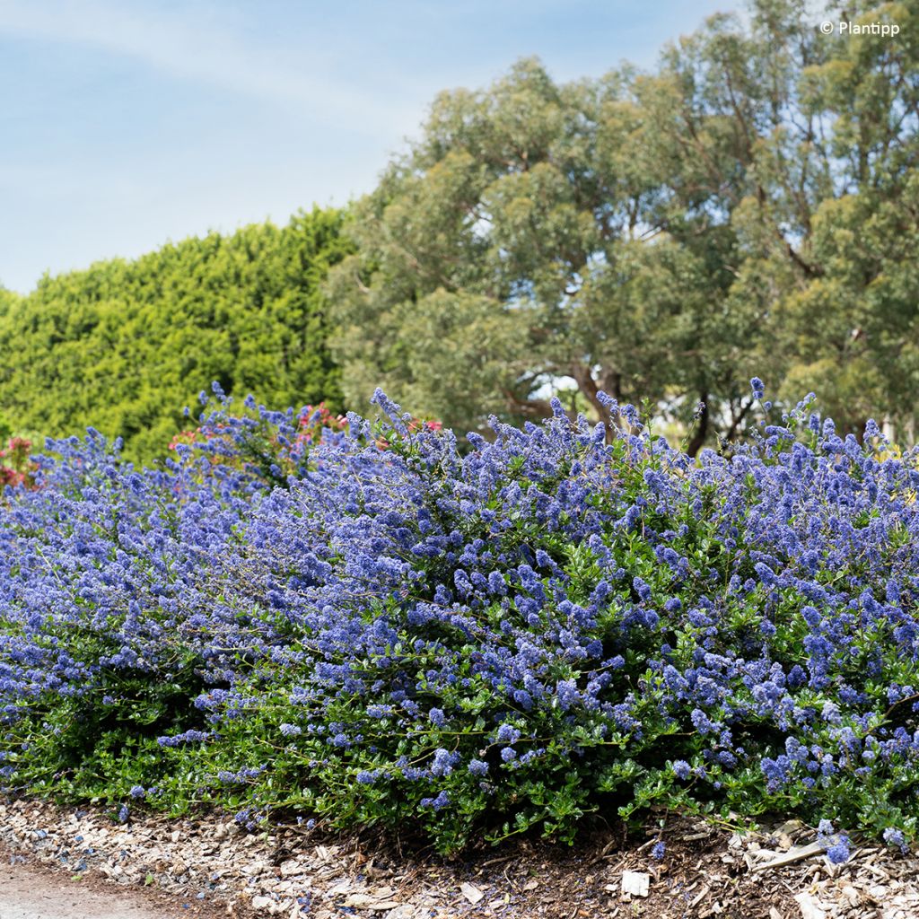 Céanothe Pacific Wave - Lilas de Californie
