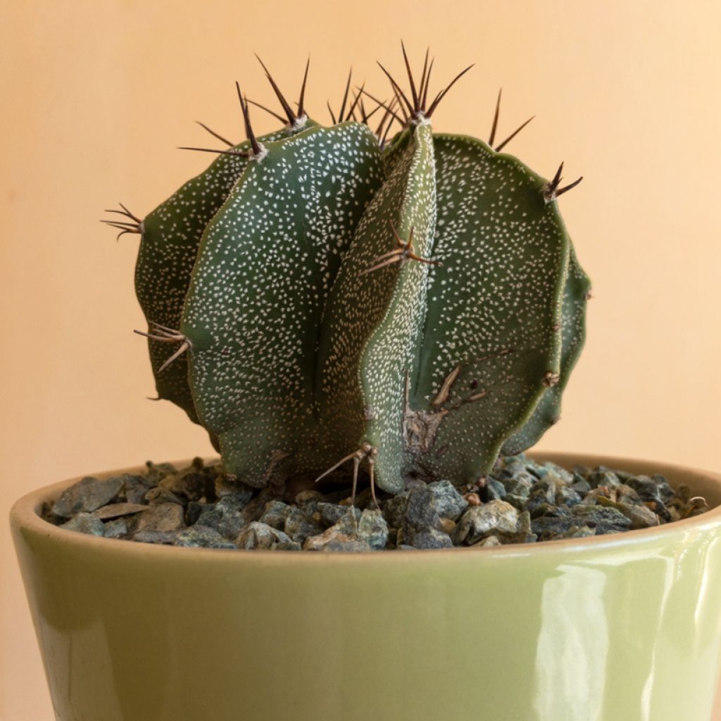 Astrophytum ornatum - Cacto-estrela