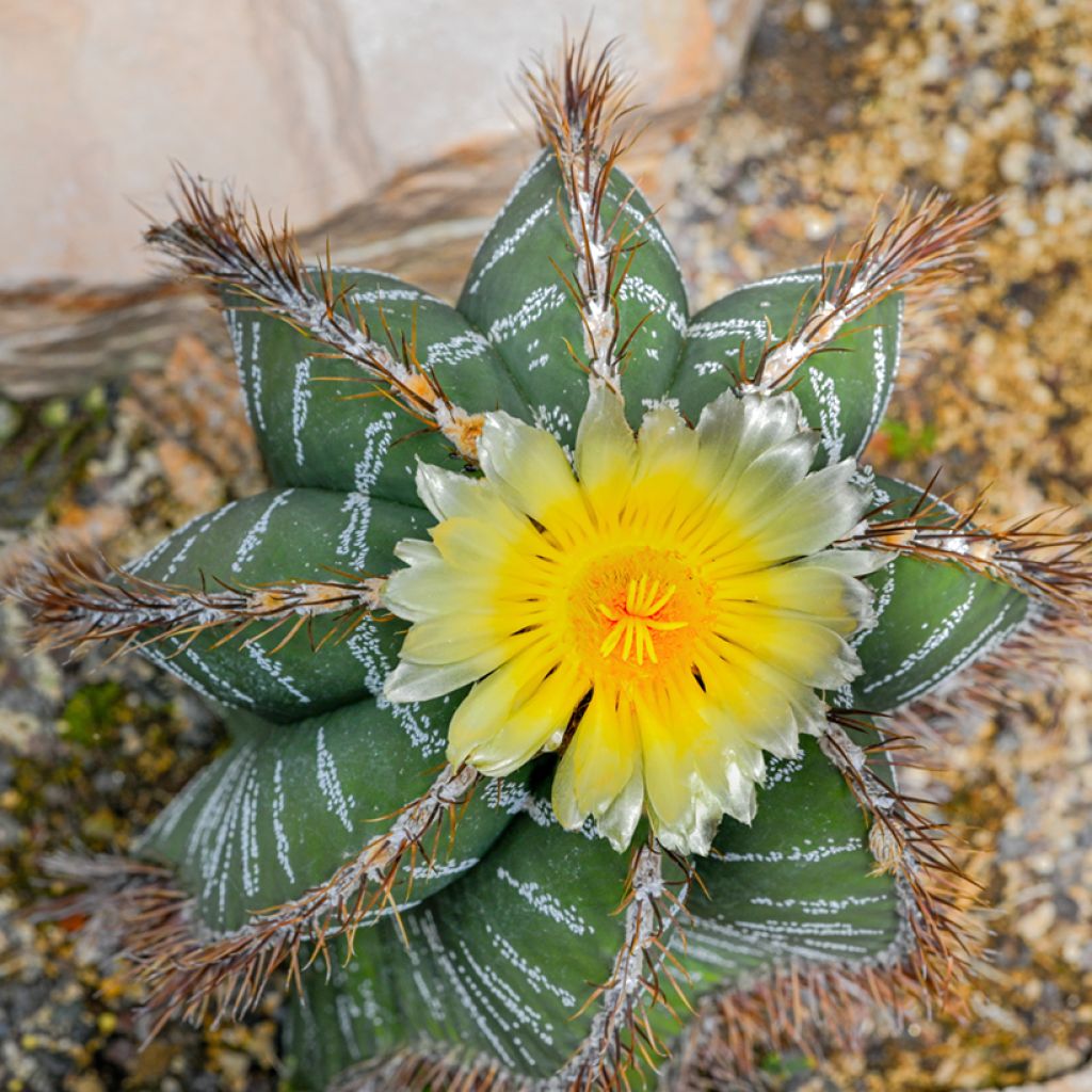 Astrophytum ornatum - Cacto-estrela