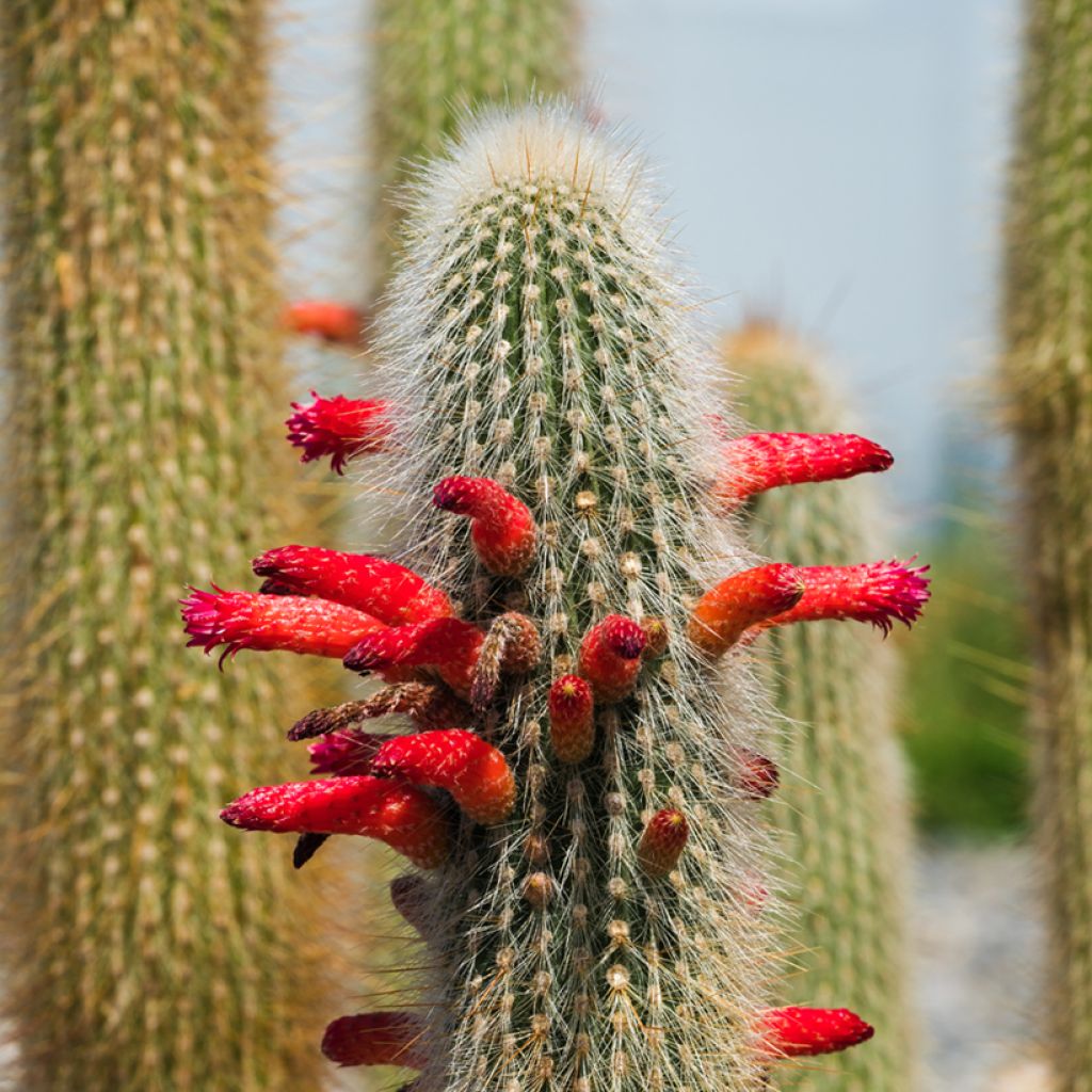 Cactus cierge - Cleistocactus strausii