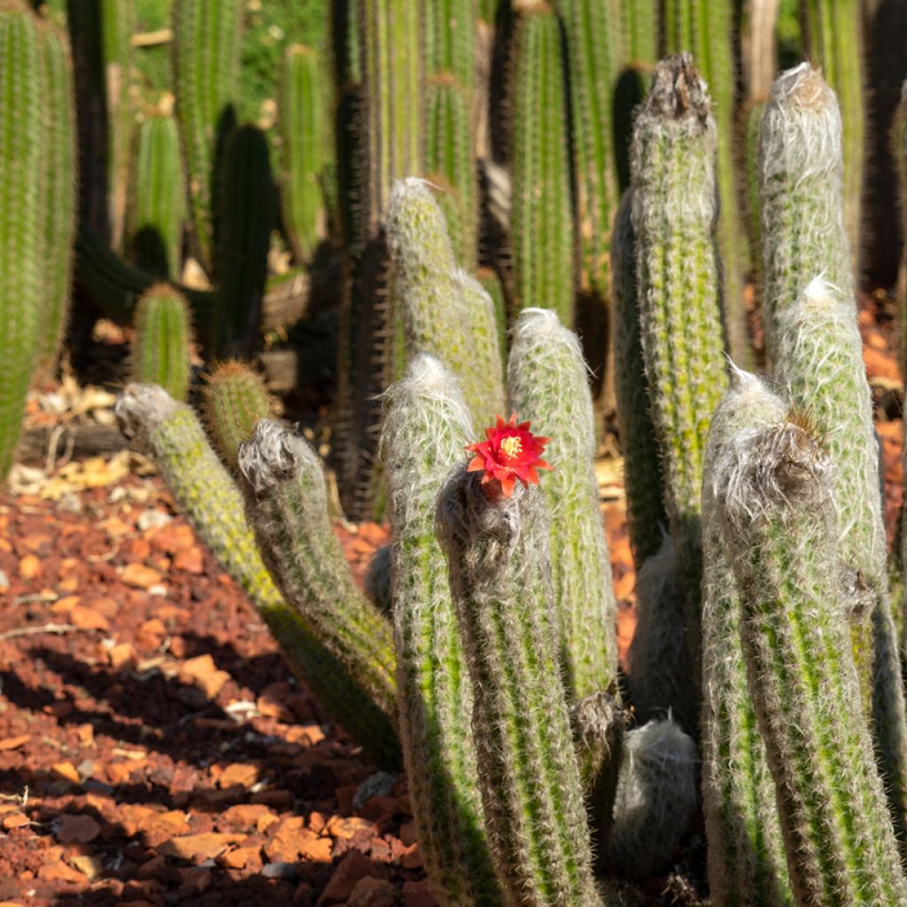 Cactus cierge - Cleistocactus strausii