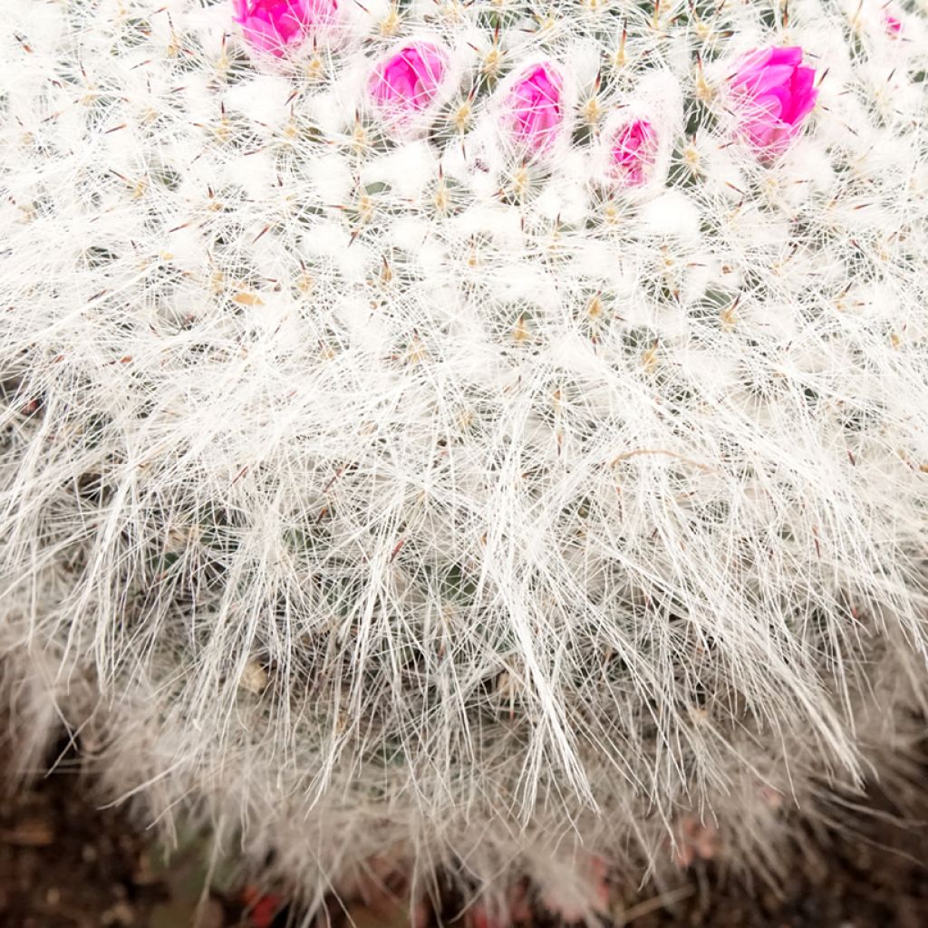 Mammillaria hahniana