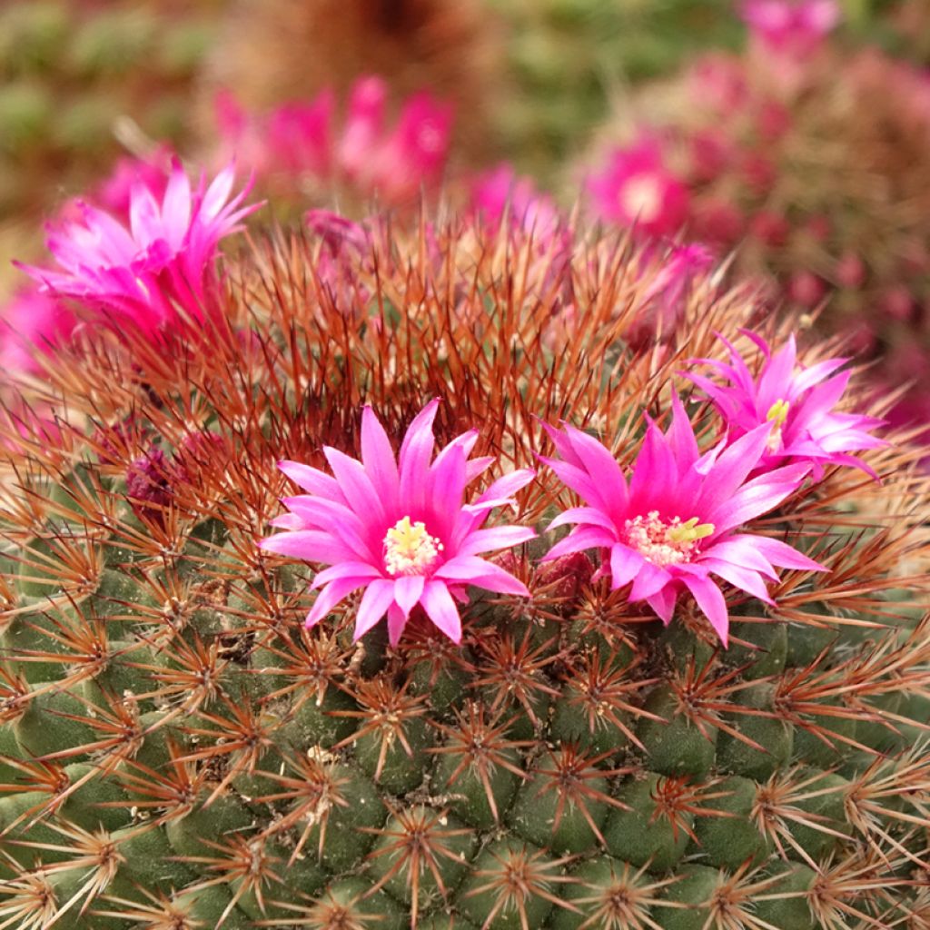Mammillaria ernestii var. rubrispina