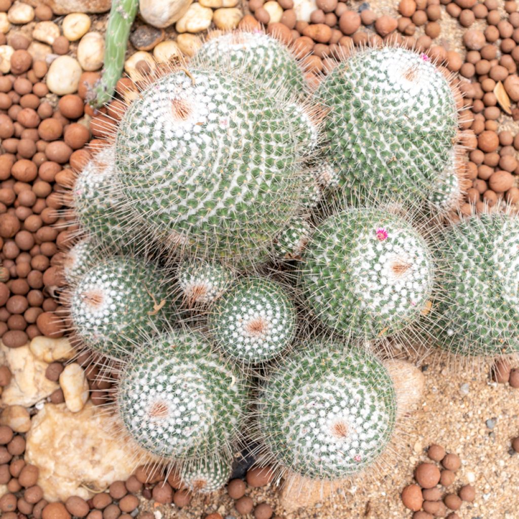Mammillaria hahniana