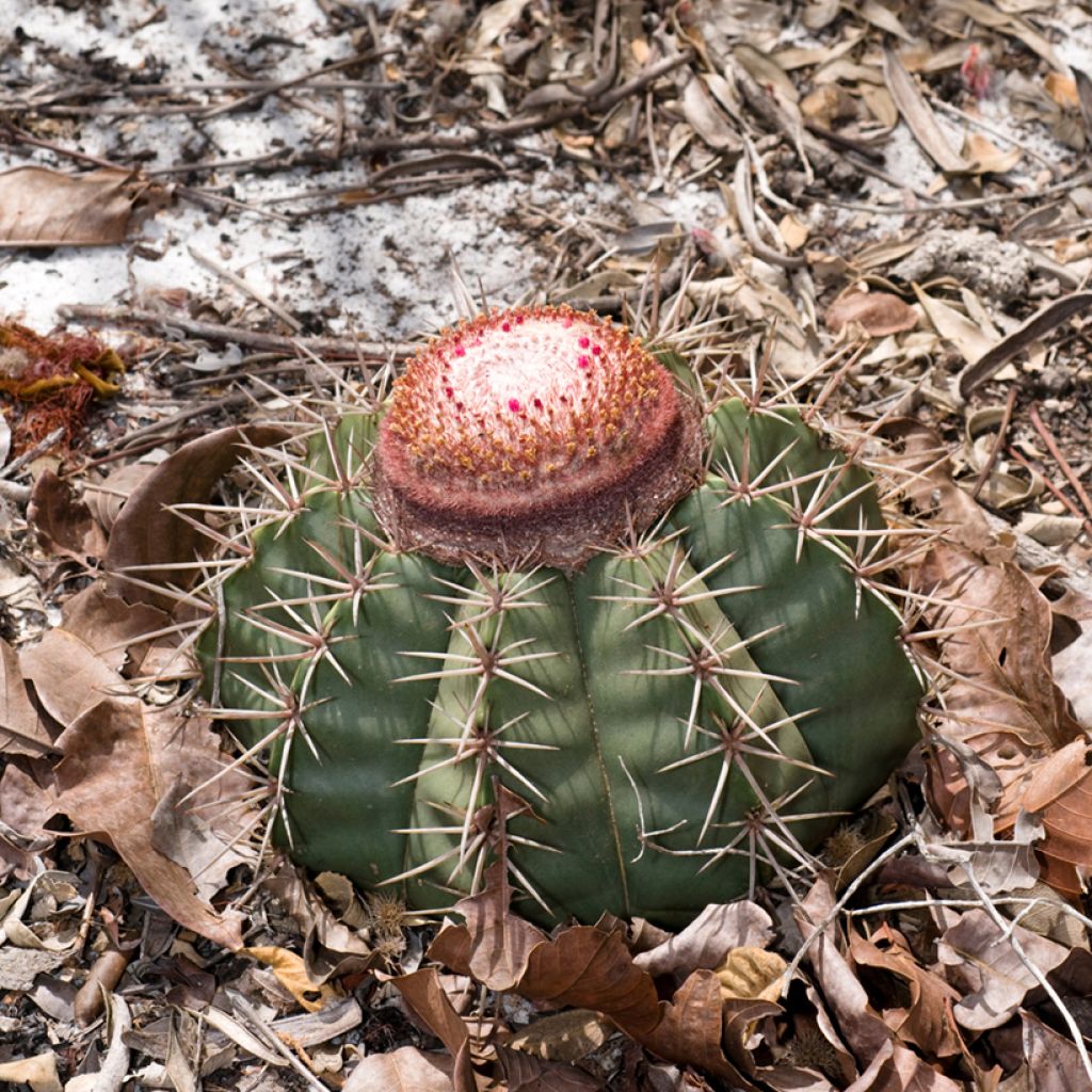 Melocactus bahiensis