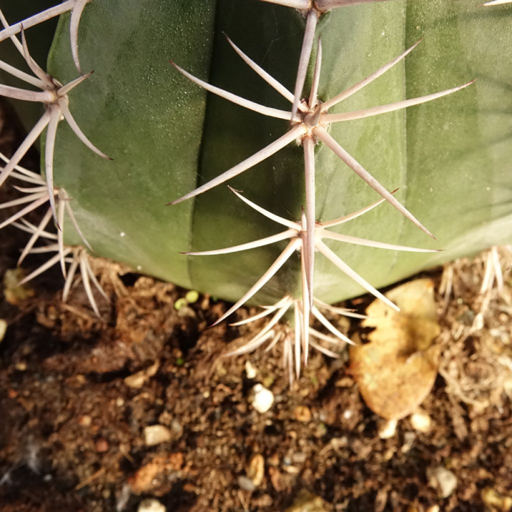 Melocactus bahiensis
