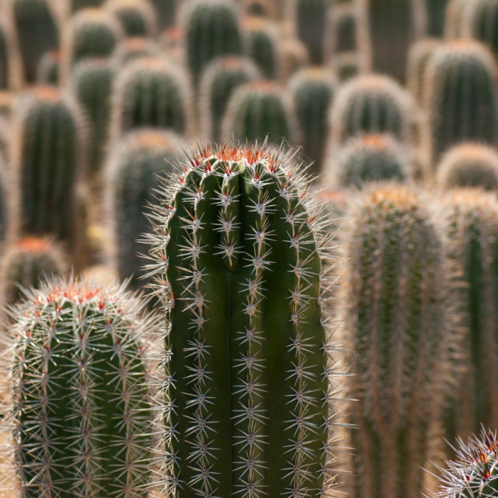 Pachycereus pringlei