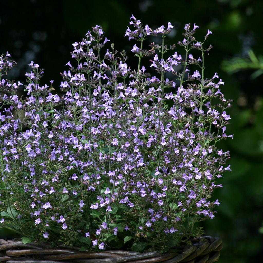 Calamintha nepeta Marvelette Blue - Calament