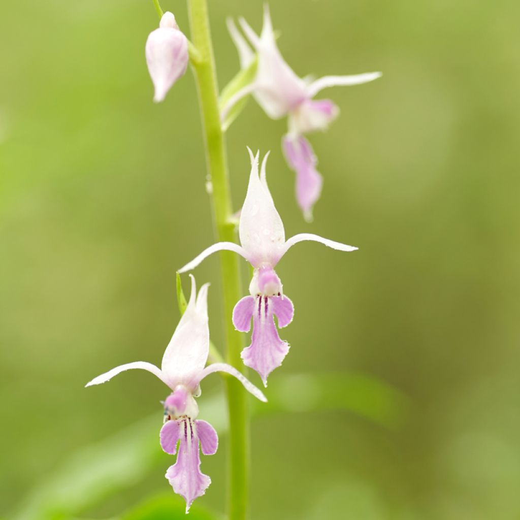 Calanthe reflexa - Orchidée vivace