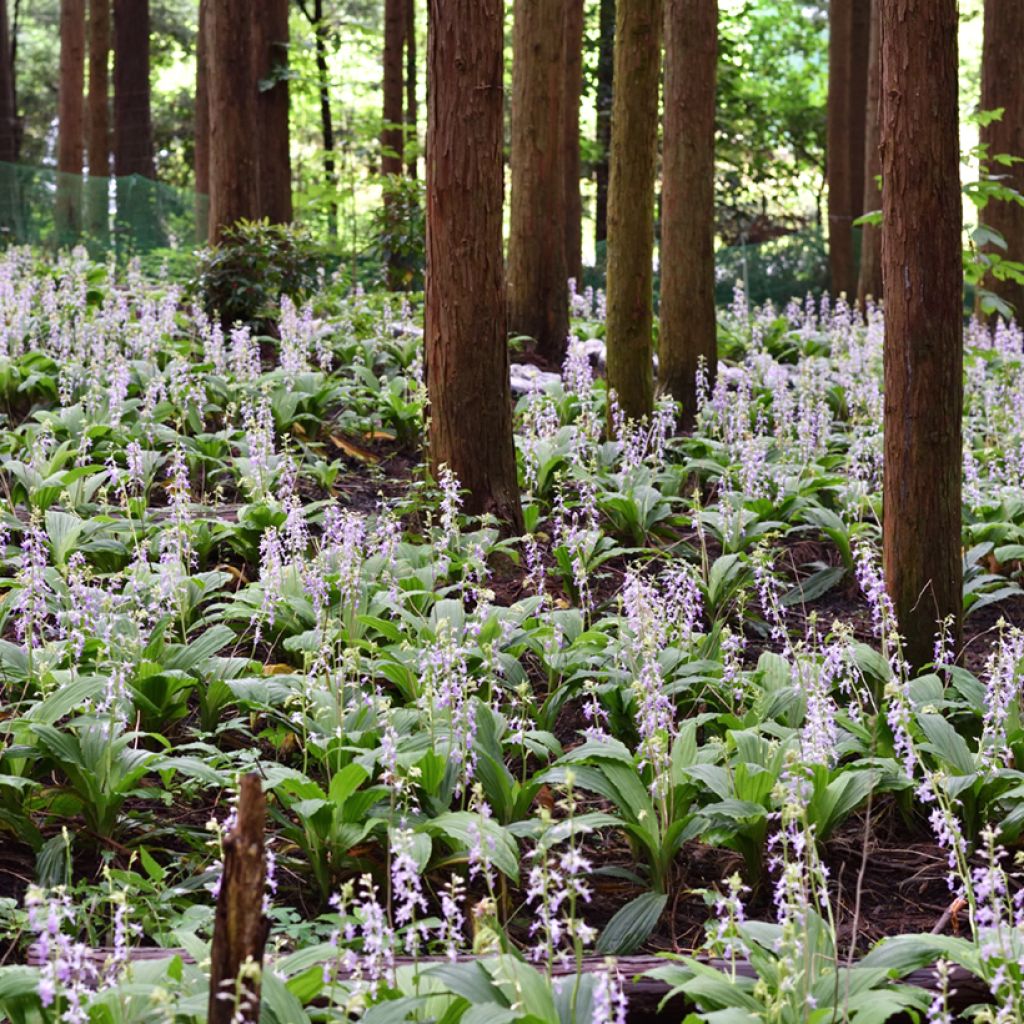 Calanthe reflexa - Orchidée vivace