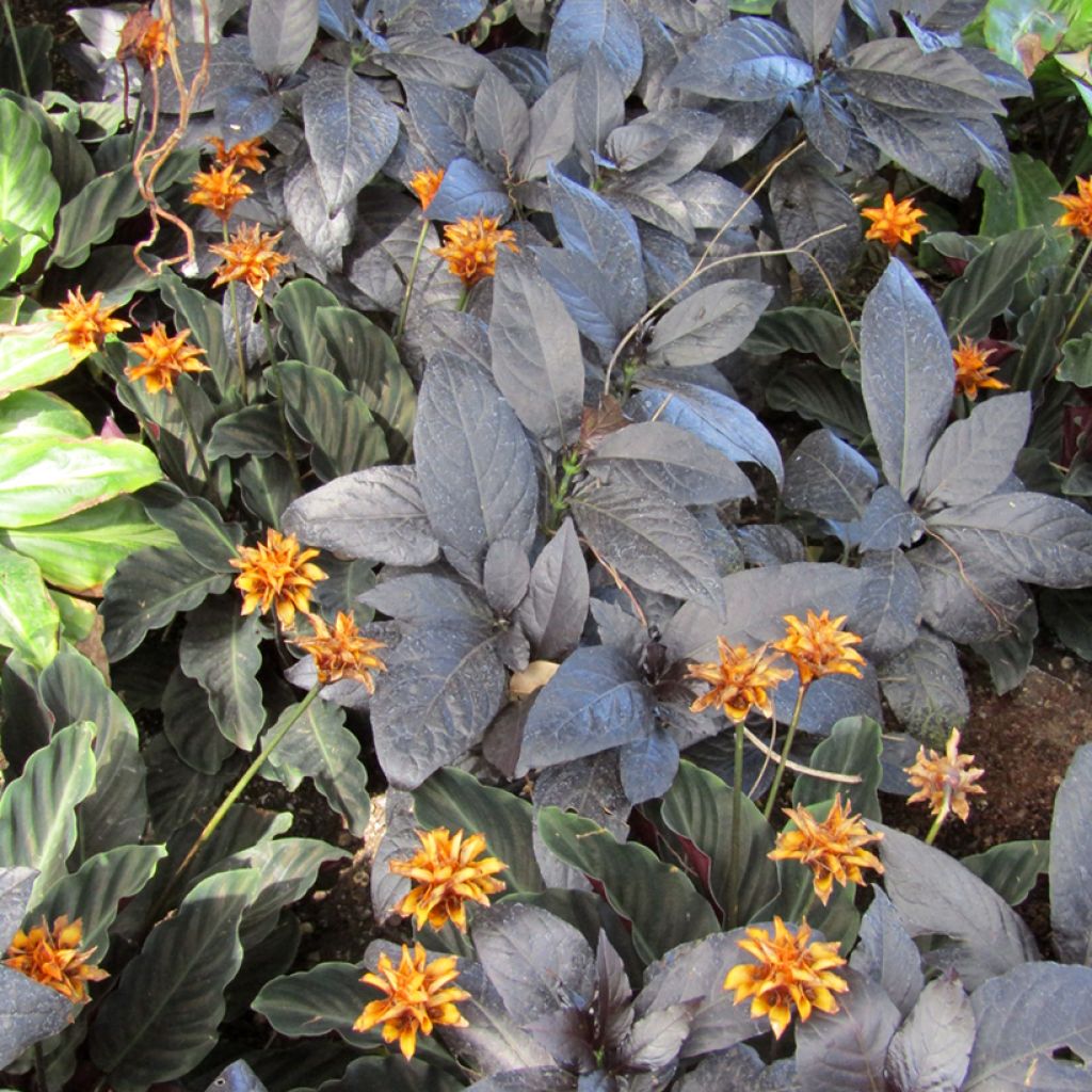 Calathea crocata