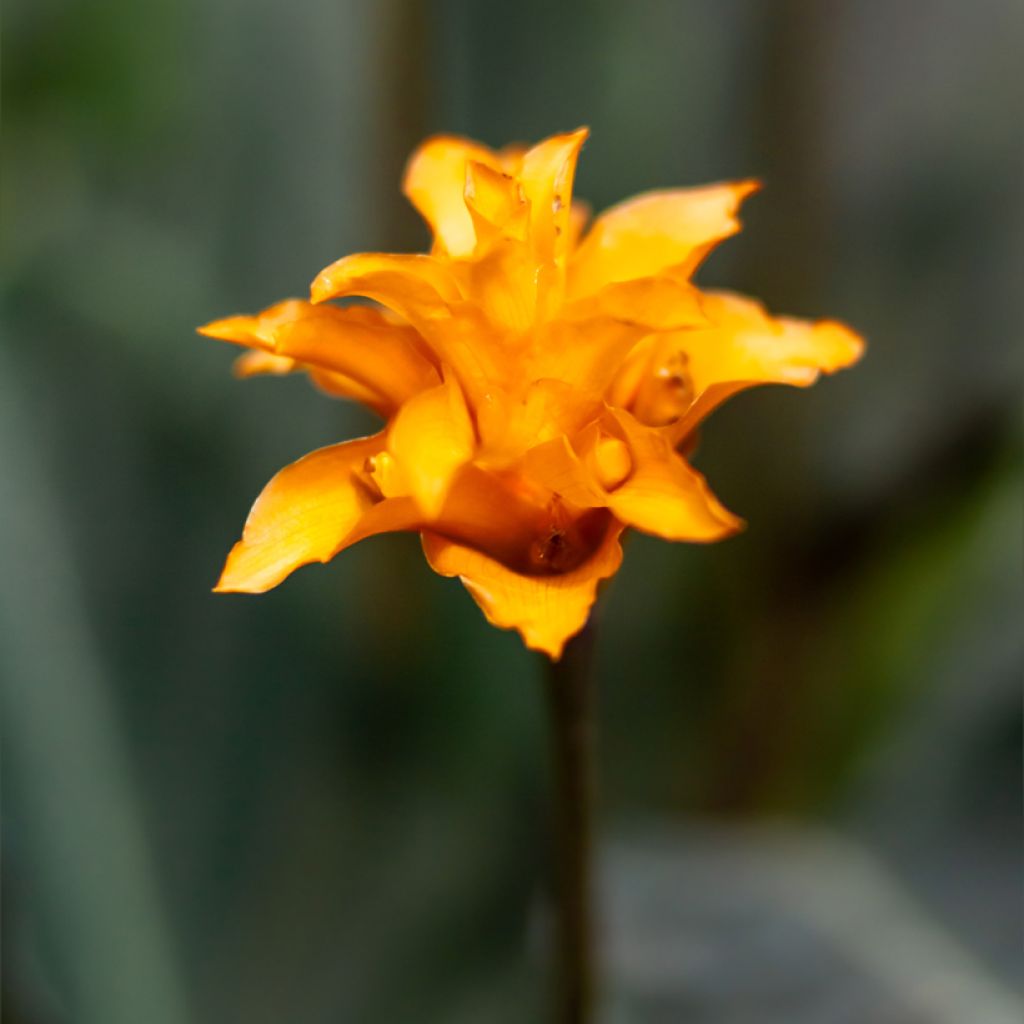 Calathea crocata