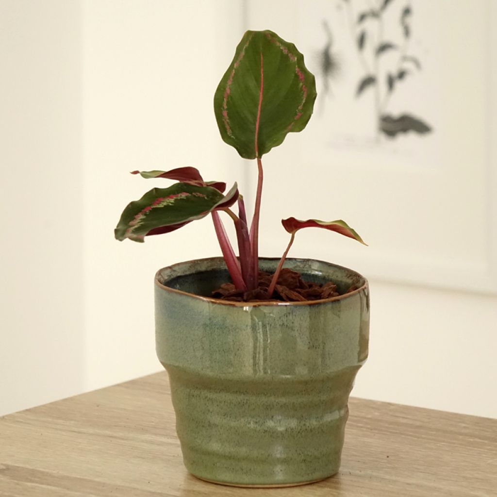 Calathea Medallion